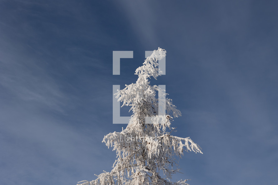 Isolated heavy frost covered pine