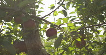 Fruitfull apple tree in summer - slow motion