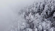 Foggy spruce forest in the snowy mountains