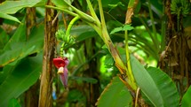Banana Flower Plantation Fruit Tropical Asia 4K Nature