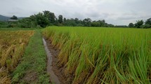 Rice Paddy Asian Farming Harvest