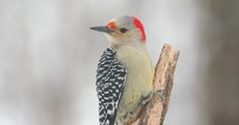 4K Red Bellied Woodpecker On A Snowy Day