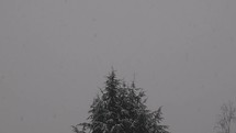 static shot of falling snow in front of pine tree useful as background