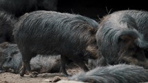Herd Of Collared Peccary Eating And Sleeping On The Ground. - close up