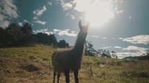 Portrait Of A Peruvian Llama On Sunny Day In Andes Mountain Countryside In South America. Zoom In	