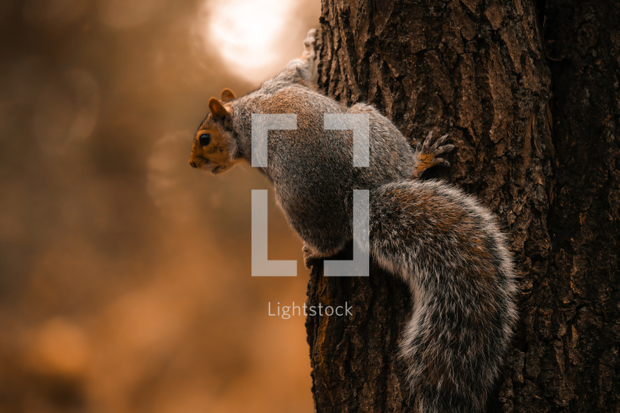 Squirrel climbing a tree, autumn woodland setting