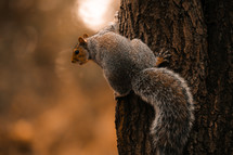 Squirrel climbing a tree, autumn woodland setting