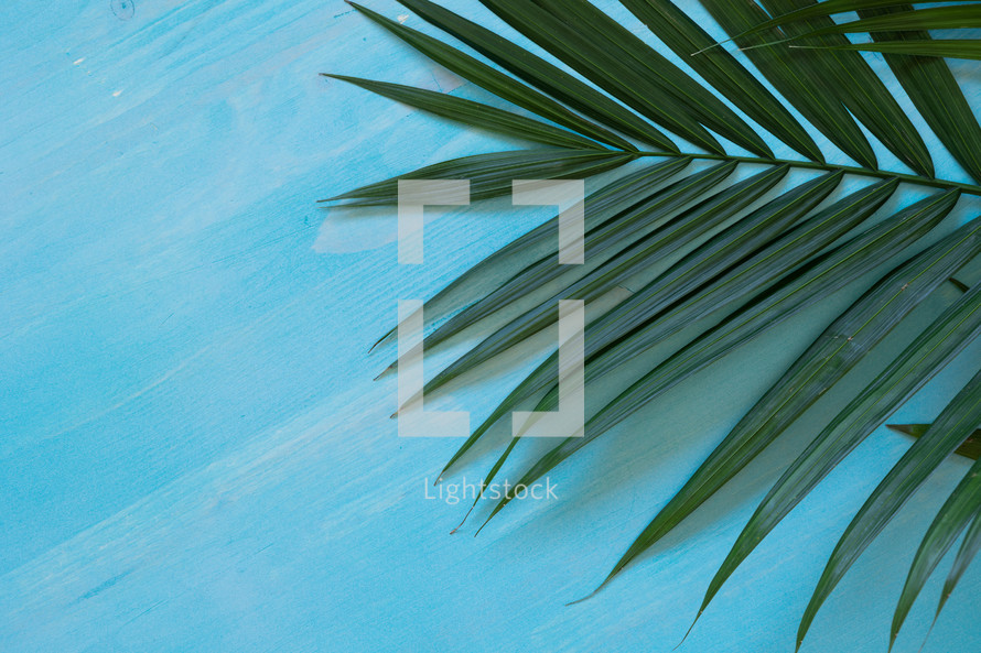 blue background with palm fronds 