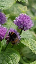 Bumblebee Collecting Pollen From Chive Flowers, Ireland - Short Version
