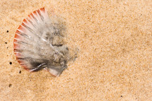 sea shell in the sand 