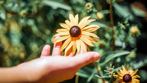 hand touching a yellow flower