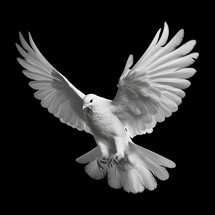 White winged dove on a black background, a representation of the New Testament Holy Spirit