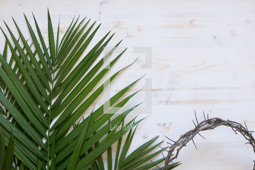 palm fronds and crown of thorns on white 