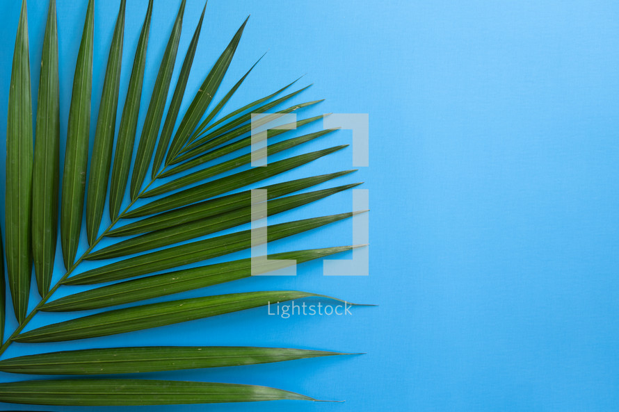 palm frond on blue 
