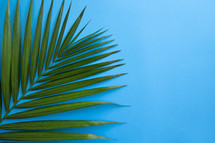 palm frond on blue 