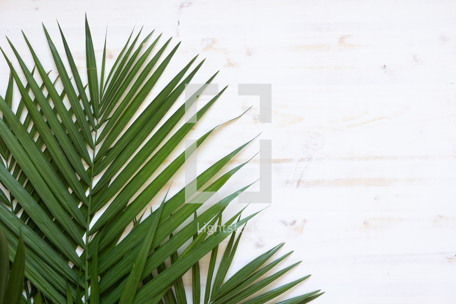 palm fronds on white 