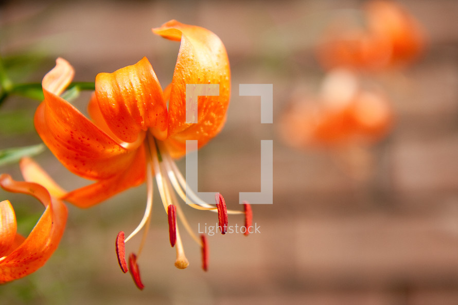 Close up of orange lily facing downward