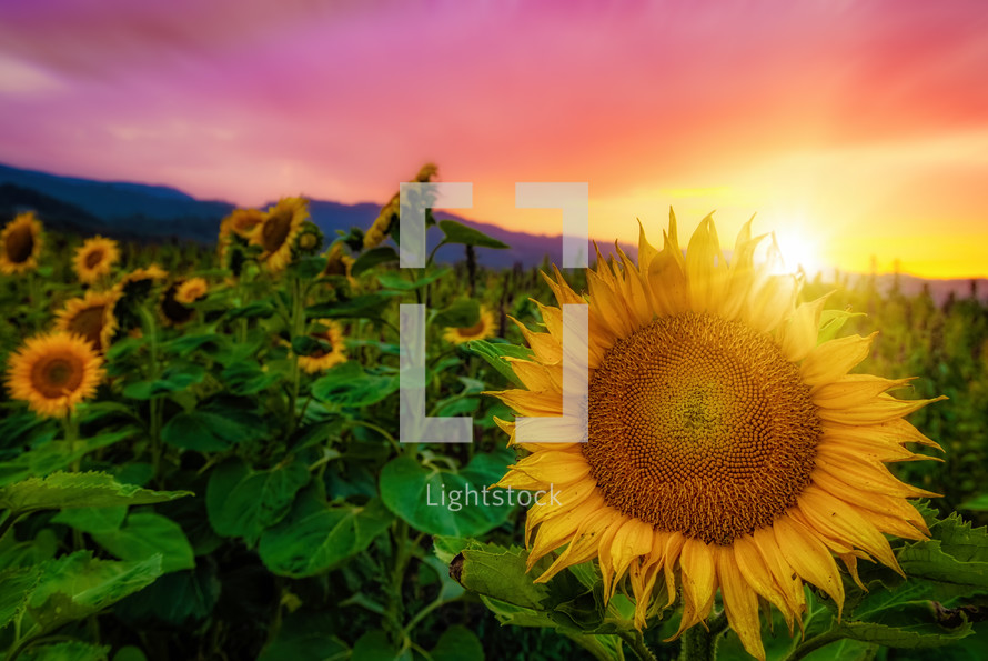 sunflowers in a field at sunset 