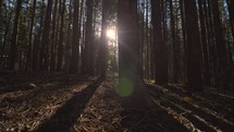 Morning Sun Shining Through Forest