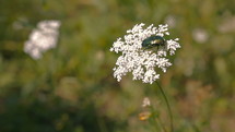 Green beetle on flower in summer.
