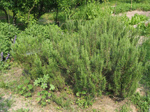 rosemary plant (scientific name Rosmarinus officinalis perennial herb)