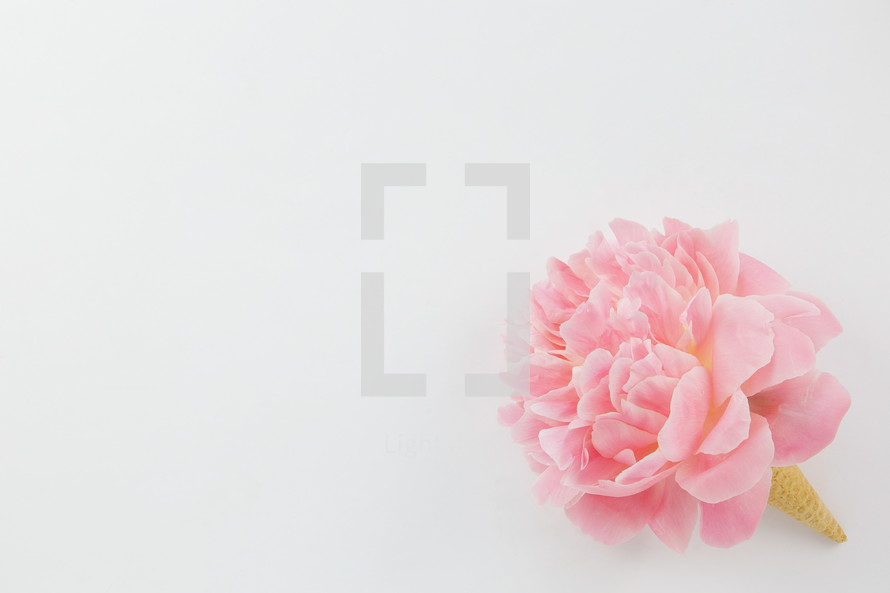 pink spring flower in an ice cream cone on a white background 
