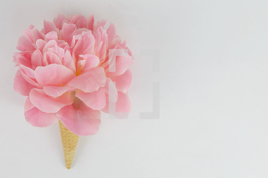 pink spring flower in an ice cream 
