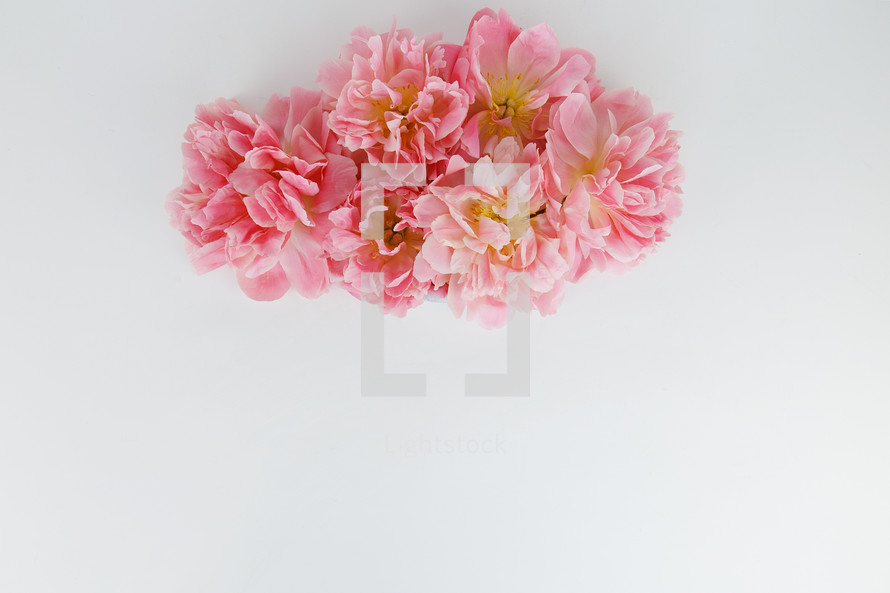 pink spring flowers on a white background 