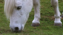 Close up of white horse feeding on lush green grass.