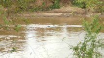 Hippos in a river 
