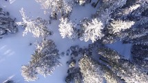 aerial view above snow in a forest 