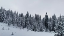 snow covered evergreen forest 