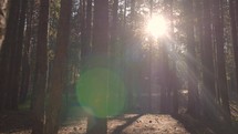 Morning Sun Shining Through Forest