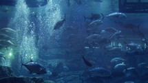 Fish, sharks, rays, sea life inside Dubai mall aquarium.