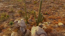 Aerial pullback of Saguaro cactus in a colorful desert