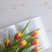 tulips on the pages of a Bible 