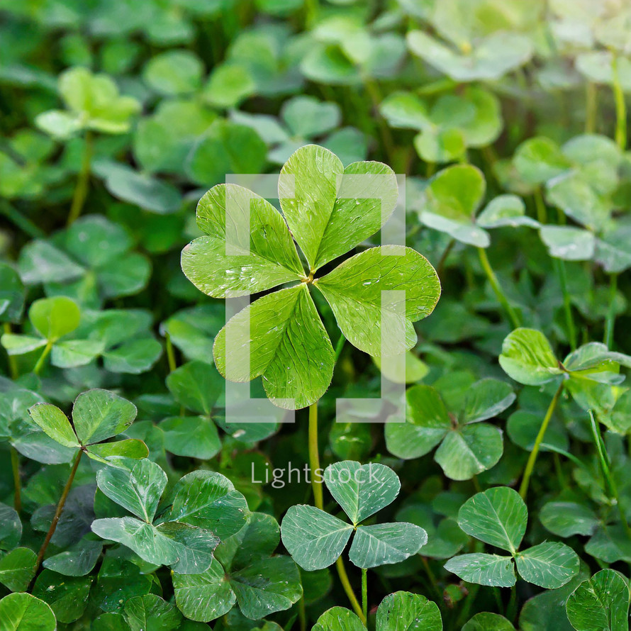 A green four-leaf clover in a bed of clovers for Saint Patrick's Day.