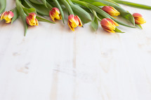  tulips on a white wood background 