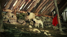 Sheep and lamb in a shelter. 