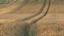 A field of ripe wheat ready for harvest