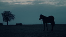 Black horse at evening.