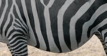 Close up side view of a zebra.
