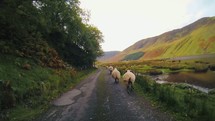 sheep running down a road in Scotland 