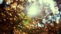 Sunlight on tree branches in a forest | New Day | Day Light | Sun Rise | Light | New Beginning | Movement | Creation | Glory | Cinematic | Bokeh | Landscape | Camp 