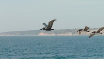 Pelican birds flying over a beach