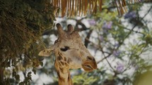 Northern Giraffe Munching Leaves Of A Tree In The Forest. closeup	