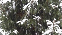static shot of falling snow in front of pine tree useful as background