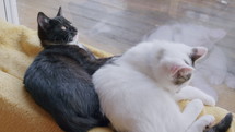 Two kittens laying next to each other, siblings