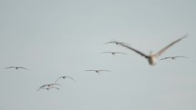 Birds flying over a coast in the sun