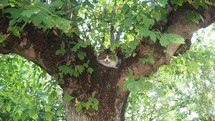 cat on tree handheld shot